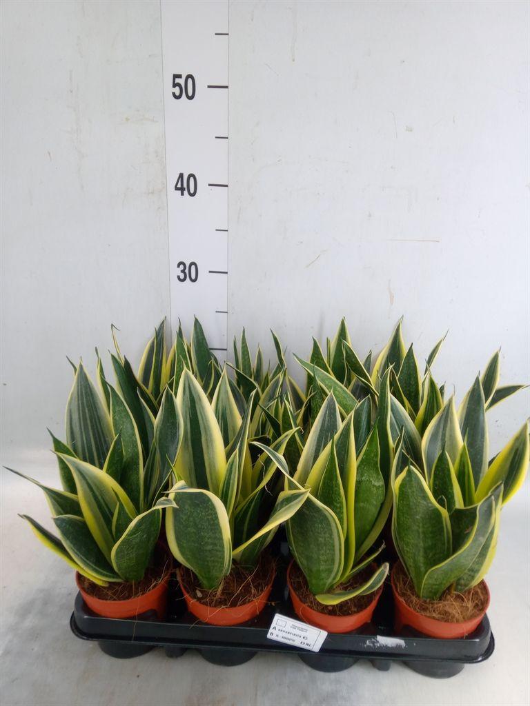 Горшечные цветы и растения оптом Sansevieria Trifa.   ... от 12шт (для телеги) из Голландии с доставкой по России