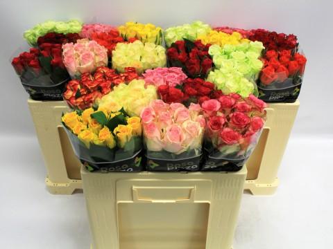 Срезанные цветы оптом Rosa large mix rosa plaza от 100шт из Голландии с доставкой по России