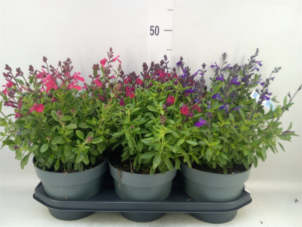 Горшечные цветы и растения оптом Salvia   ... от 3шт из Голландии с доставкой по России