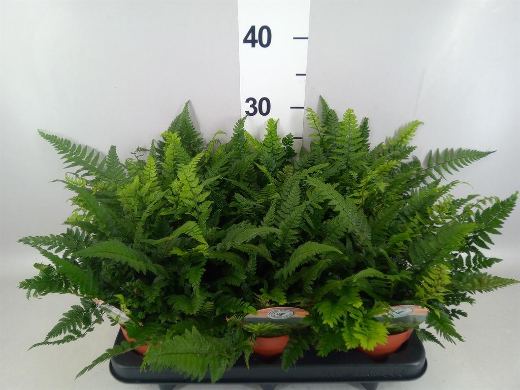 Горшечные цветы и растения оптом Polystichum Tsussimense от 6шт из Голландии с доставкой по России