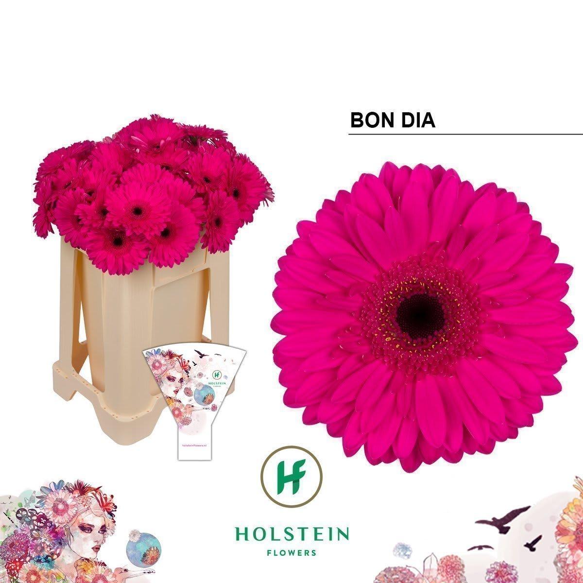 Срезанные цветы оптом Gerbera bon dia от 40шт из Голландии с доставкой по России
