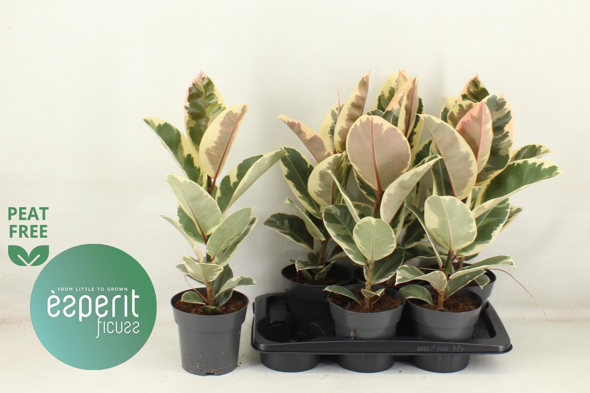 Горшечные цветы и растения оптом Fic El Tineke от 6шт из Голландии с доставкой по России