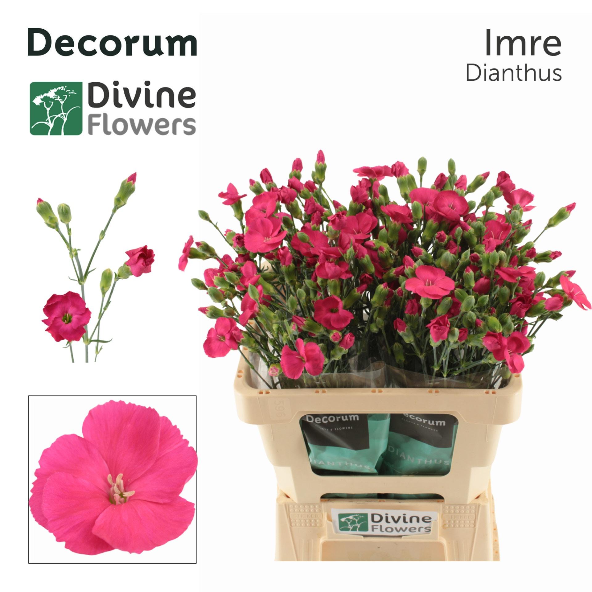 Срезанные цветы оптом Dianthus sp solomio imre от 60шт из Голландии с доставкой по России