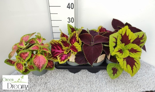 Горшечные цветы и растения оптом Plec C Gem от 7шт из Голландии с доставкой по России