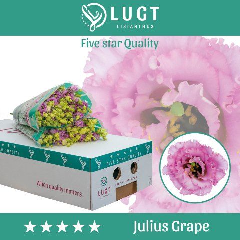 Срезанные цветы оптом Lisianthus do julius grape от 40шт. из Голландии с доставкой по России