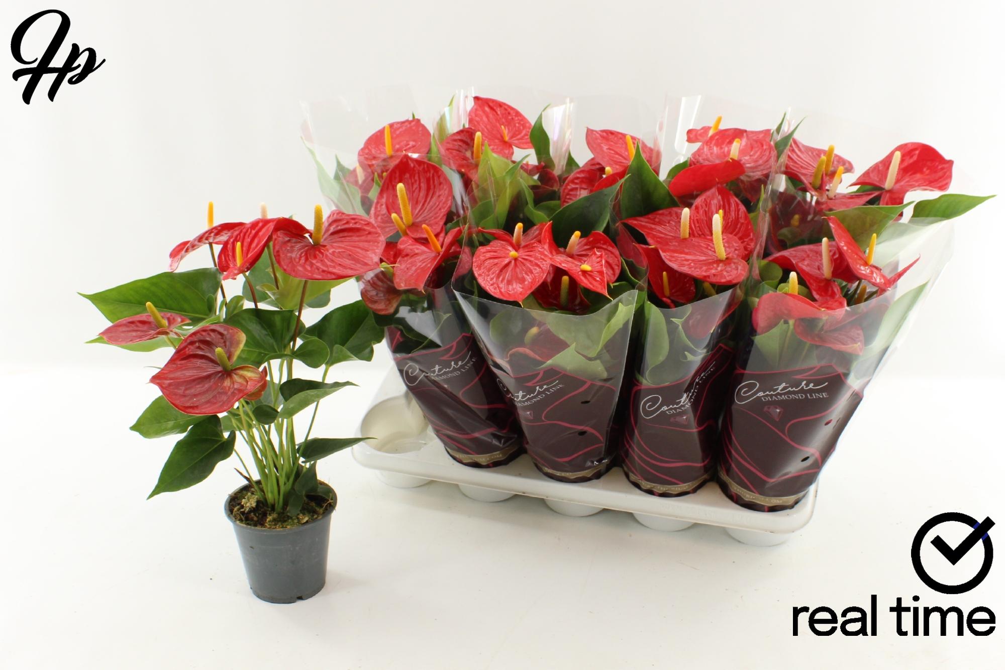 Горшечные цветы и растения оптом Anthu An Everio от 10шт из Голландии с доставкой по России