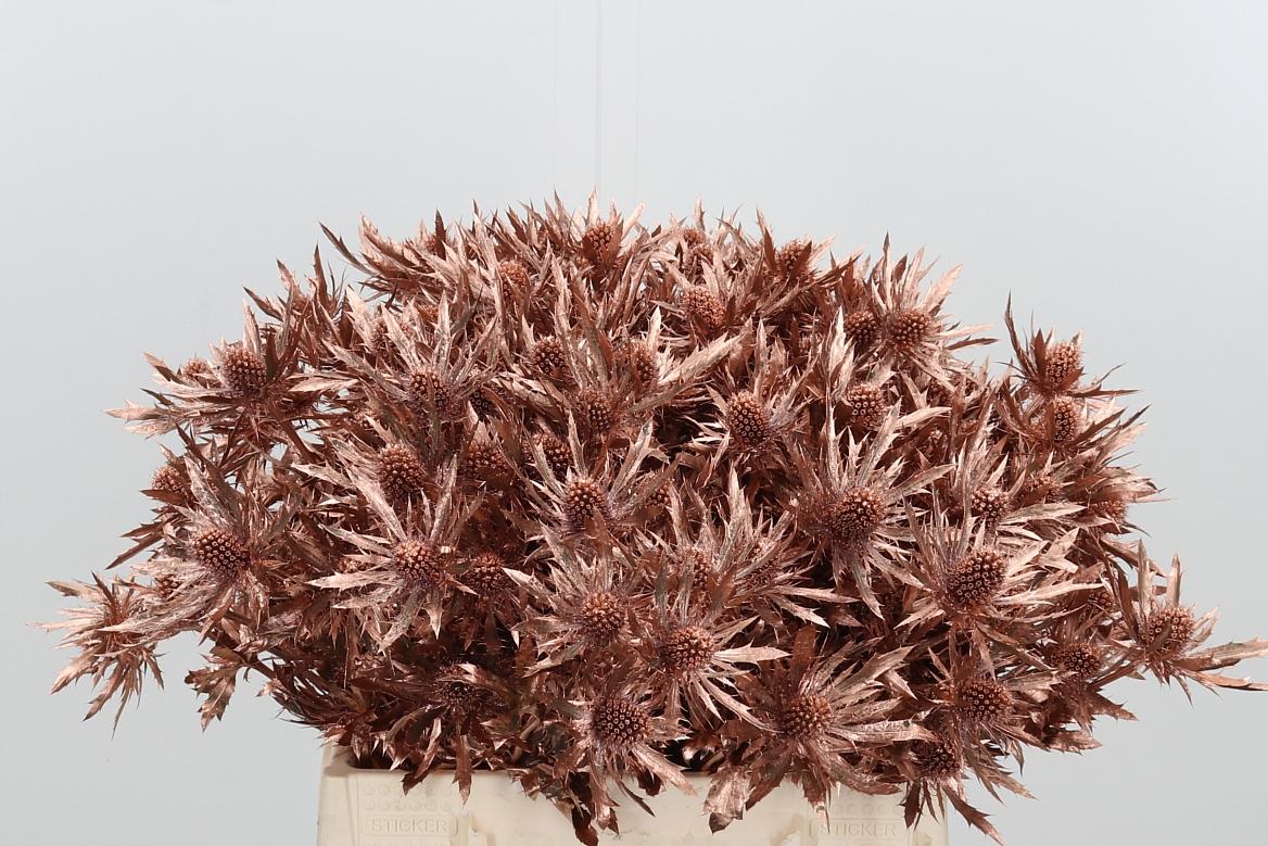 Срезанные цветы оптом Eryngium orion paint copper от 60шт из Голландии с доставкой по России Срезанные цветы оптом Eryngium orion paint copper от 60шт из Голландии с доставкой по России