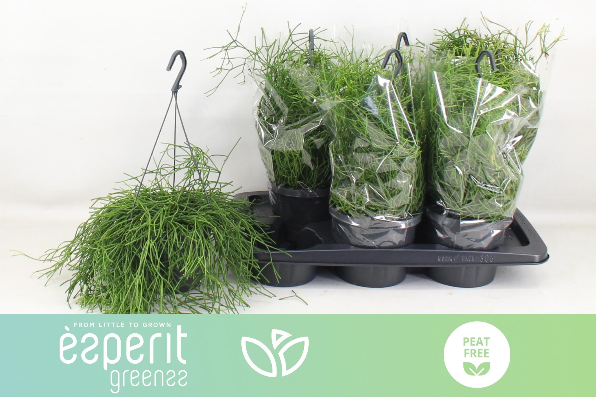 Горшечные цветы и растения оптом Rhipsalis Easy Sweet от 6шт из Голландии с доставкой по России