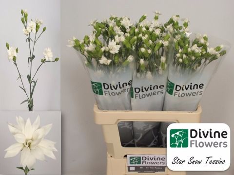 Срезанные цветы оптом Dianthus sp star snow tessino от 60шт из Голландии с доставкой по России