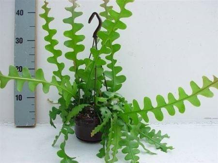 Горшечные цветы и растения оптом Epiphyllum Anguliger Hang P14 от 1шт из Голландии с доставкой по России