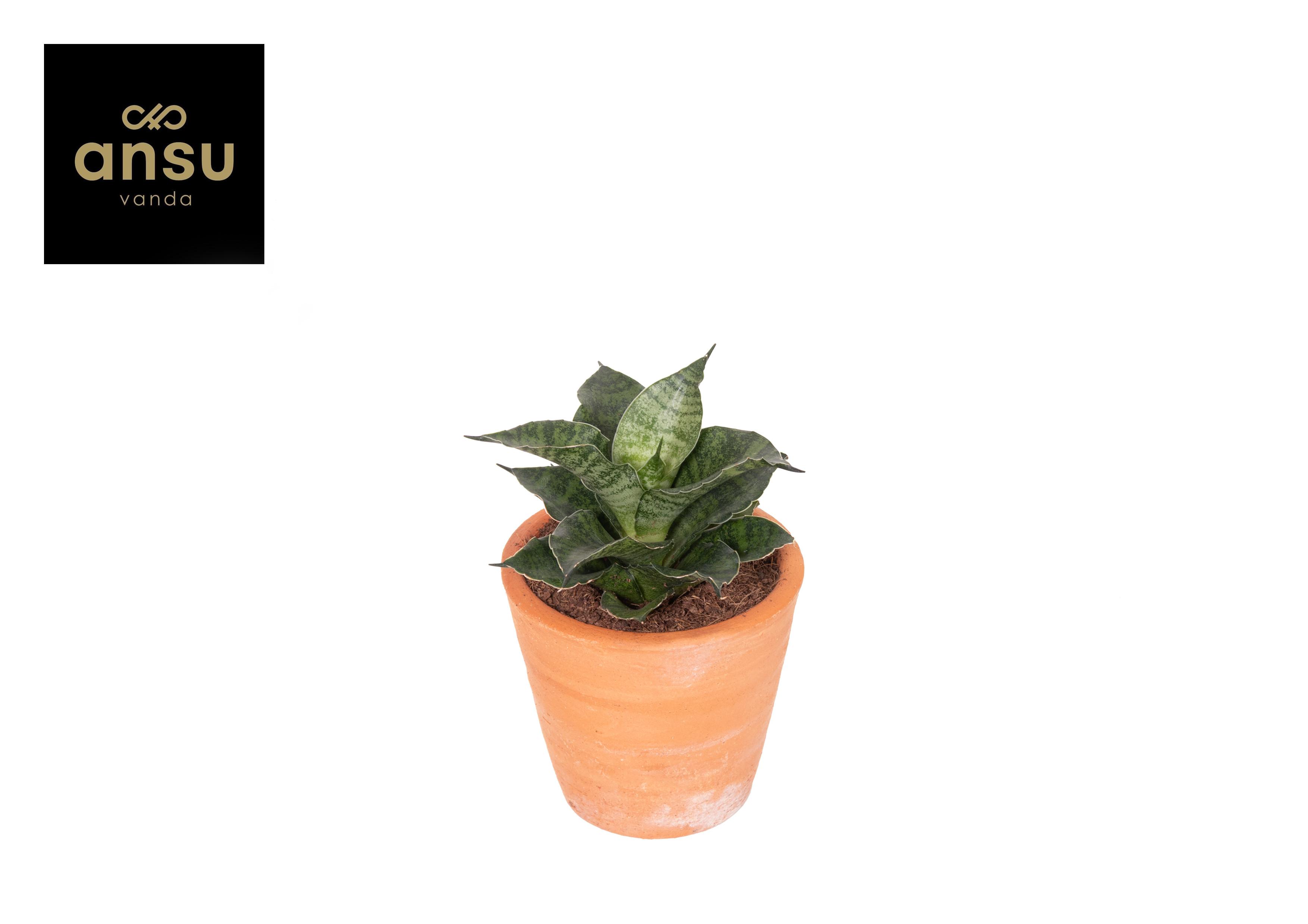 Горшечные цветы и растения оптом Sansevieria Star Mini Marble No. 1 Terracotta от 14шт (для телеги) из Голландии с доставкой по России