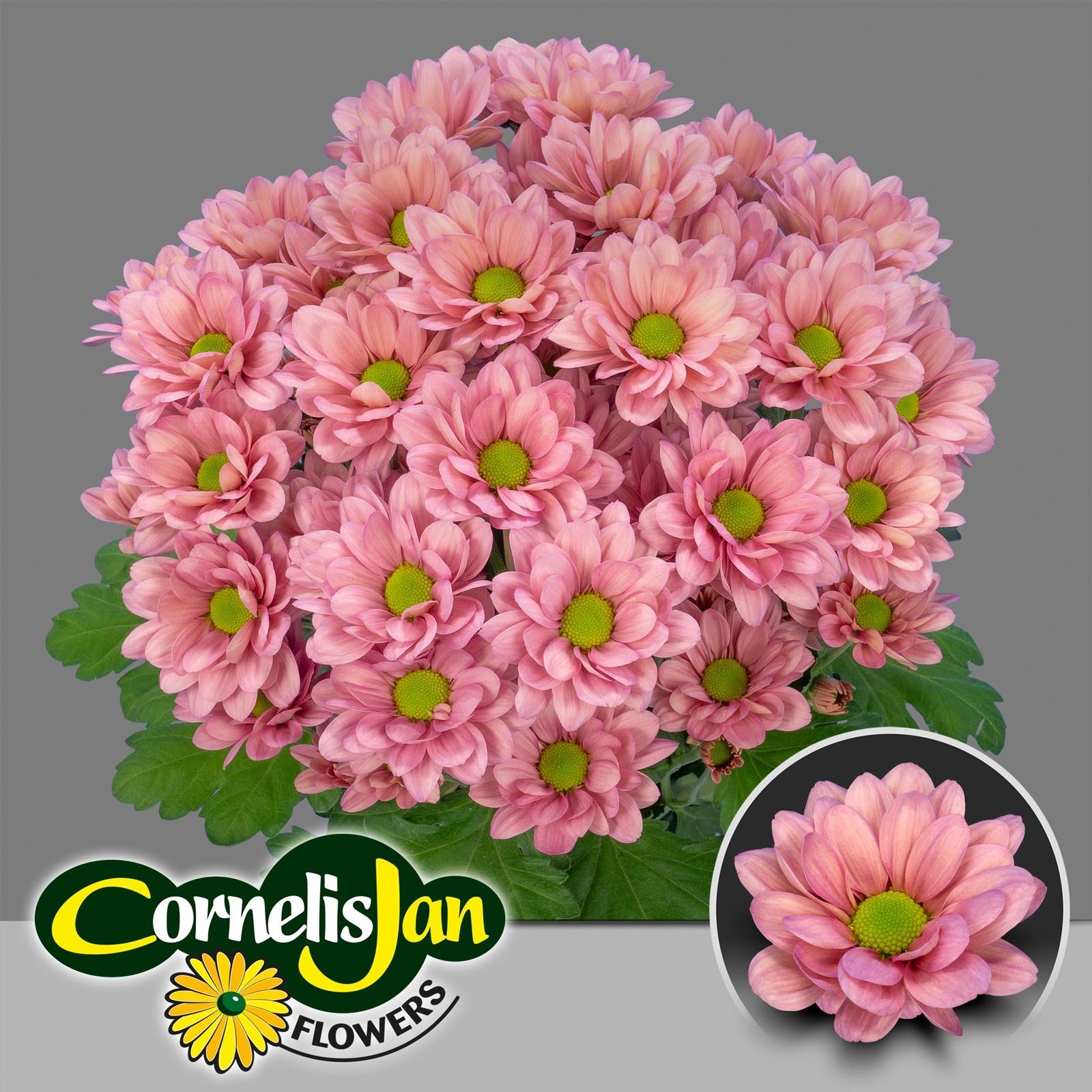 Срезанные цветы оптом Chrys sp resq lucie от 80шт из Голландии с доставкой по России