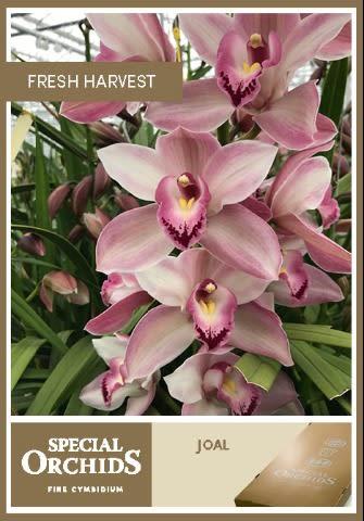 Срезанные цветы оптом Cymbidium pink joal от 4шт из Голландии с доставкой по России
