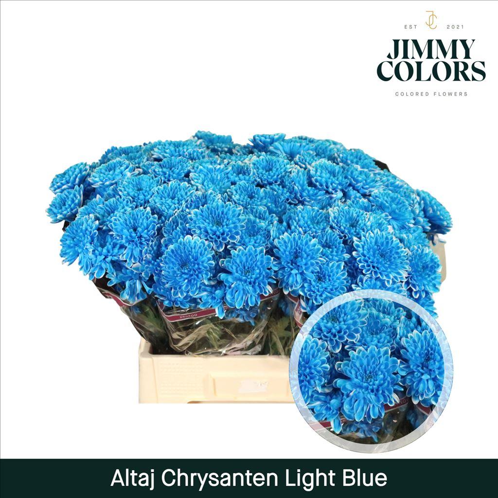 Срезанные цветы оптом Chrys sp paint altaj light blue от 40шт из Голландии с доставкой по России
