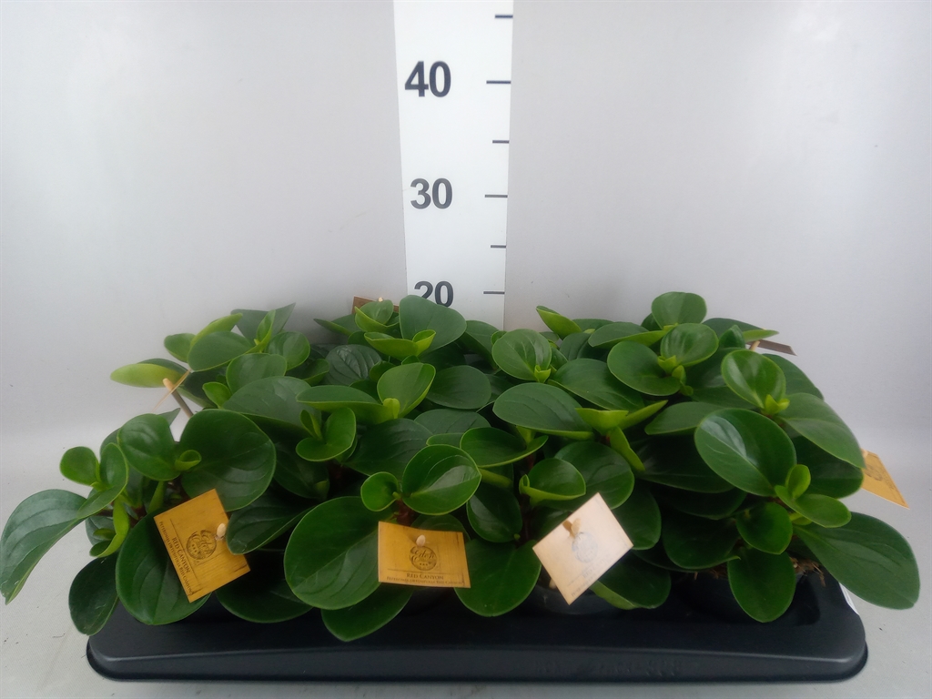 Горшечные цветы и растения оптом Peperomia Obt. red Canyon от 8шт из Голландии с доставкой по России