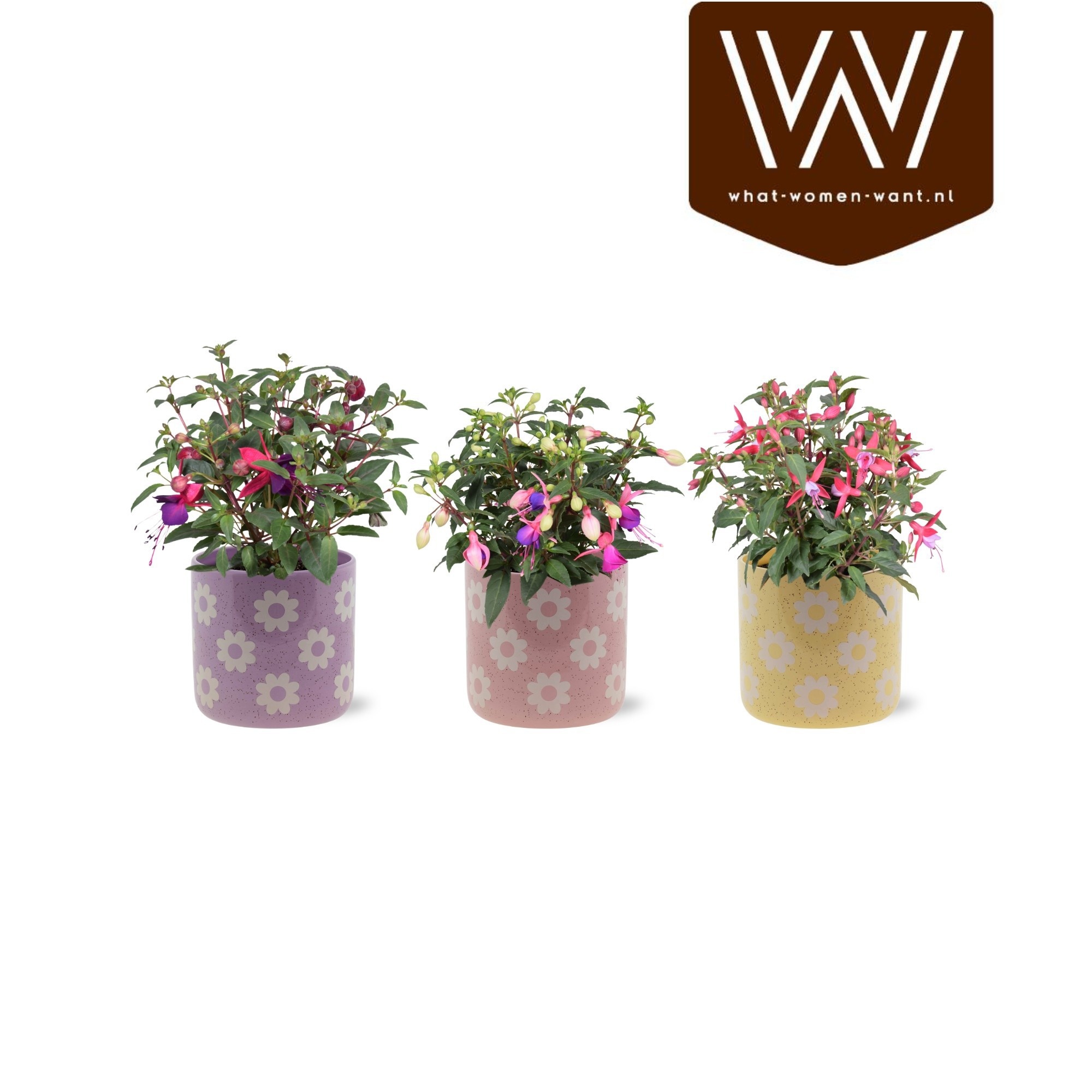 Горшечные цветы и растения оптом Van Fuchsia Beauty от 6шт из Голландии с доставкой по России