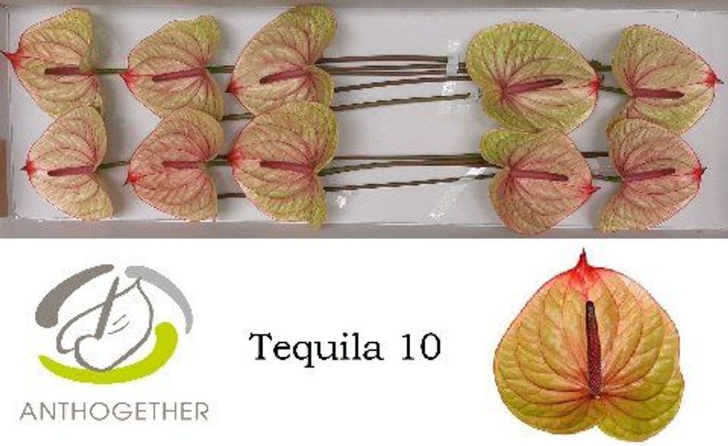 Срезанные цветы оптом Anthurium tequila от 16шт. из Голландии с доставкой по России