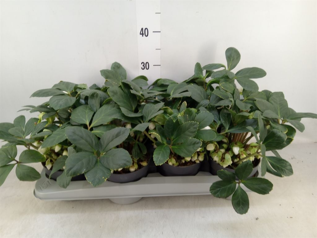 Горшечные цветы и растения оптом Helleborus Niger от 8шт из Голландии с доставкой по России