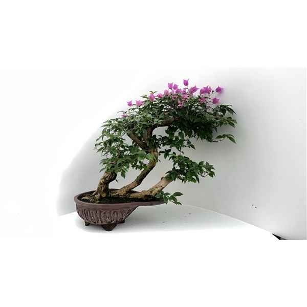 Горшечные цветы и растения оптом Bonsai Bougainvillea Glabra, 54cm (single Item) от 1шт из Голландии с доставкой по России