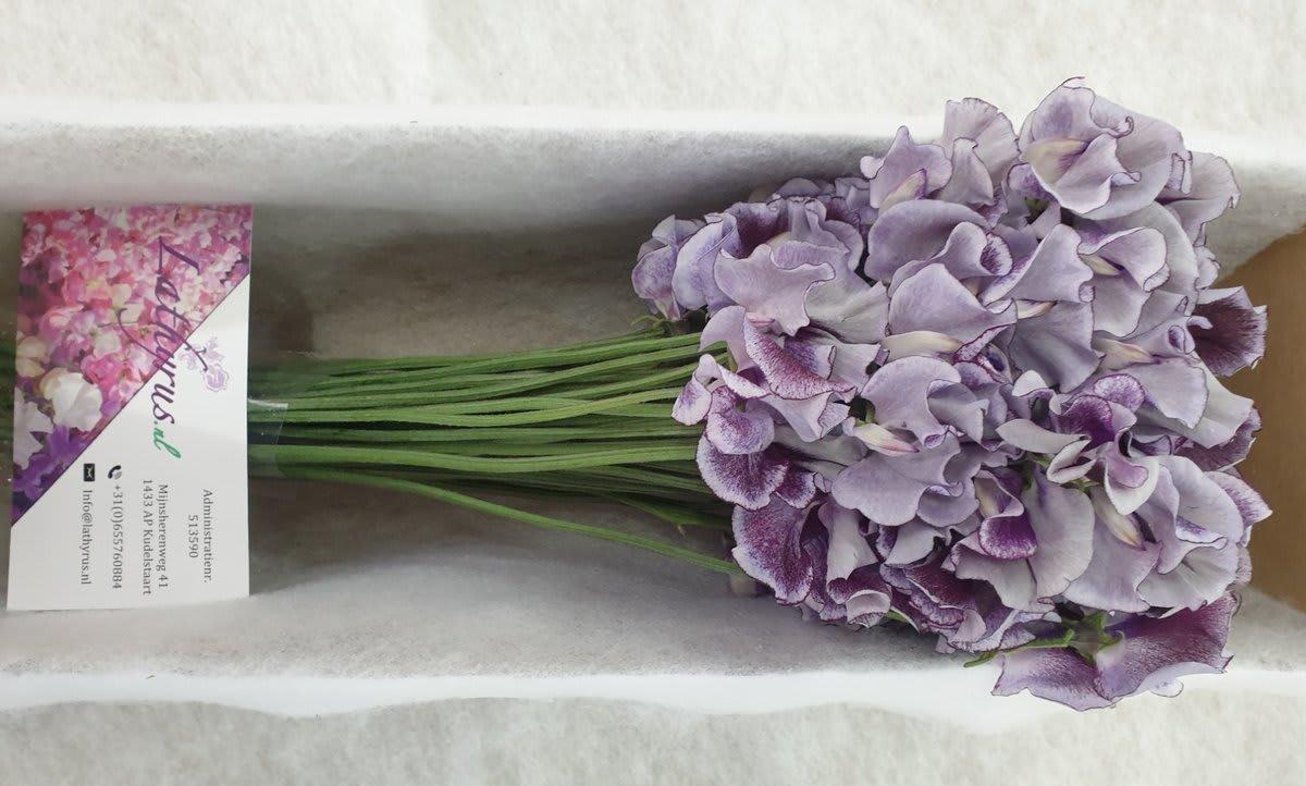 Срезанные цветы оптом Lathyrus wedding blue A от 30шт из Голландии с доставкой по России