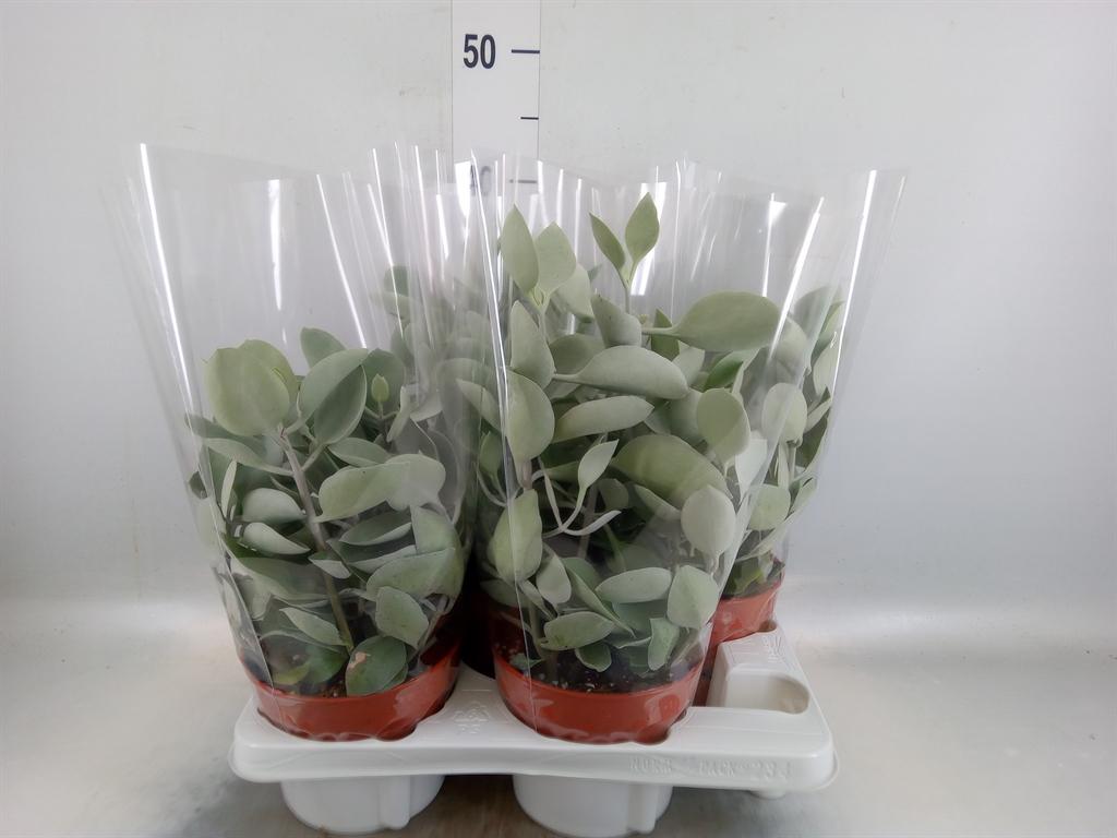 Горшечные цветы и растения оптом Kalanchoe Nf   ... от 4шт из Голландии с доставкой по России