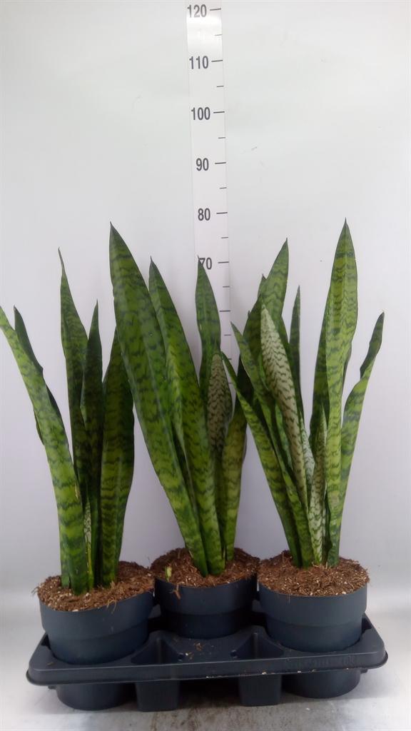 Горшечные цветы и растения оптом Sansevieria Zeylanica от 3шт из Голландии с доставкой по России