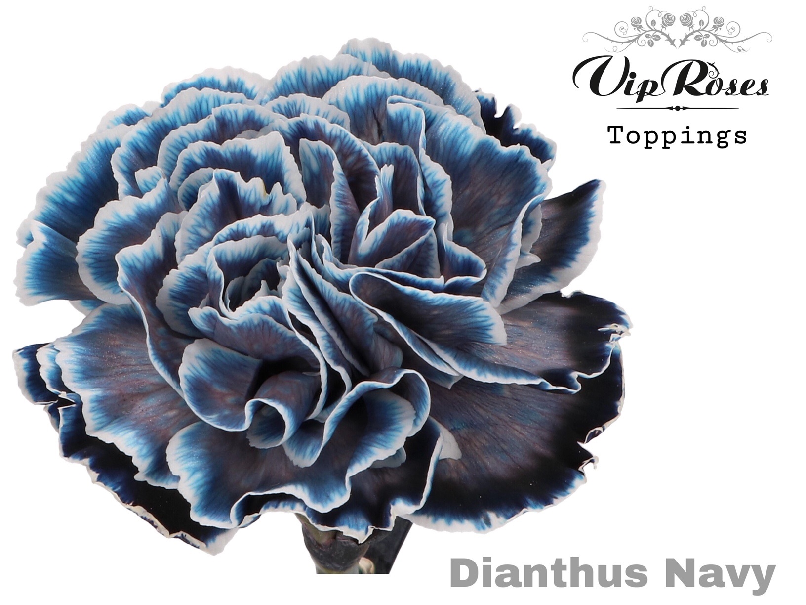 Срезанные цветы оптом Dianthus st paint navy от 40шт. из Голландии с доставкой по России