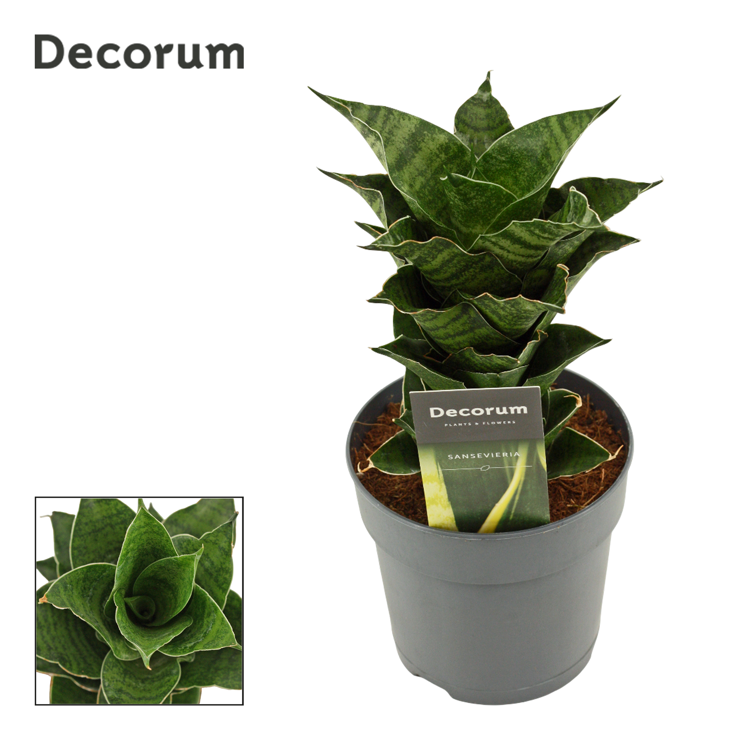 Горшечные цветы и растения оптом Sansevieria Mahanakorn Decorum) от 10шт из Голландии с доставкой по России