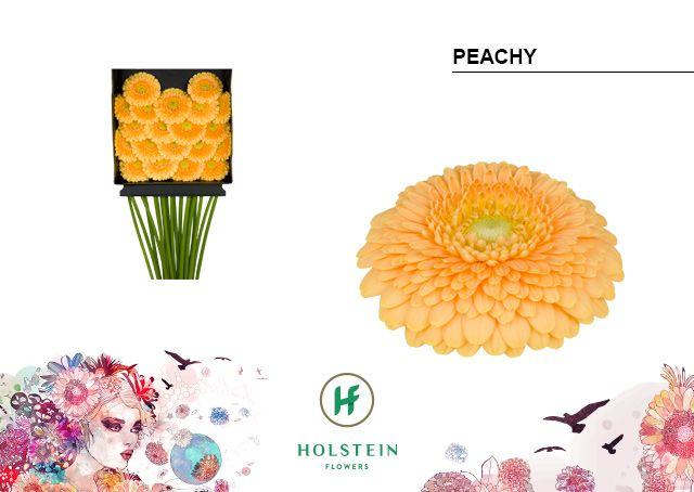 Срезанные цветы оптом Germini diamond gerponi peachy от 20шт из Голландии с доставкой по России