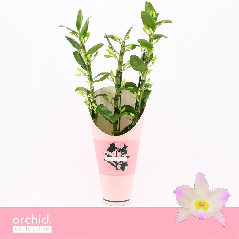 Горшечные цветы и растения оптом Dendr Nob 3st Kumiko Orchid Collection от 6шт из Голландии с доставкой по России