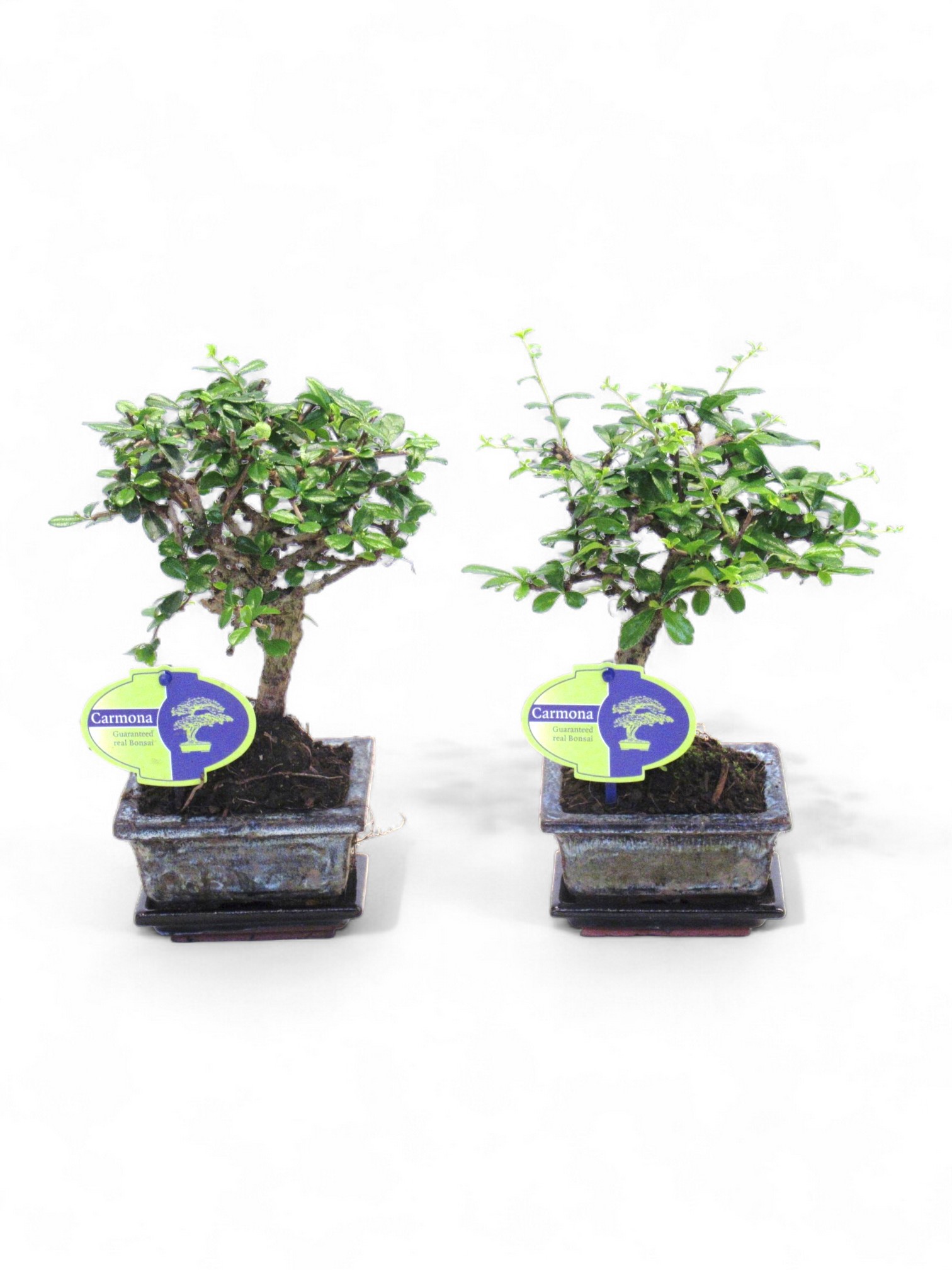 Горшечные цветы и растения оптом Bonsai Carmona Retusa от 12шт из Голландии с доставкой по России