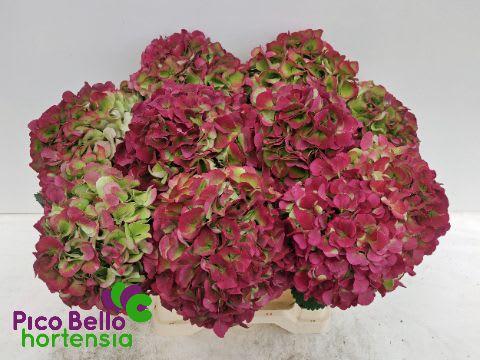 Срезанные цветы оптом Hydrangea my beautiful vienna classic от 10шт из Голландии с доставкой по России