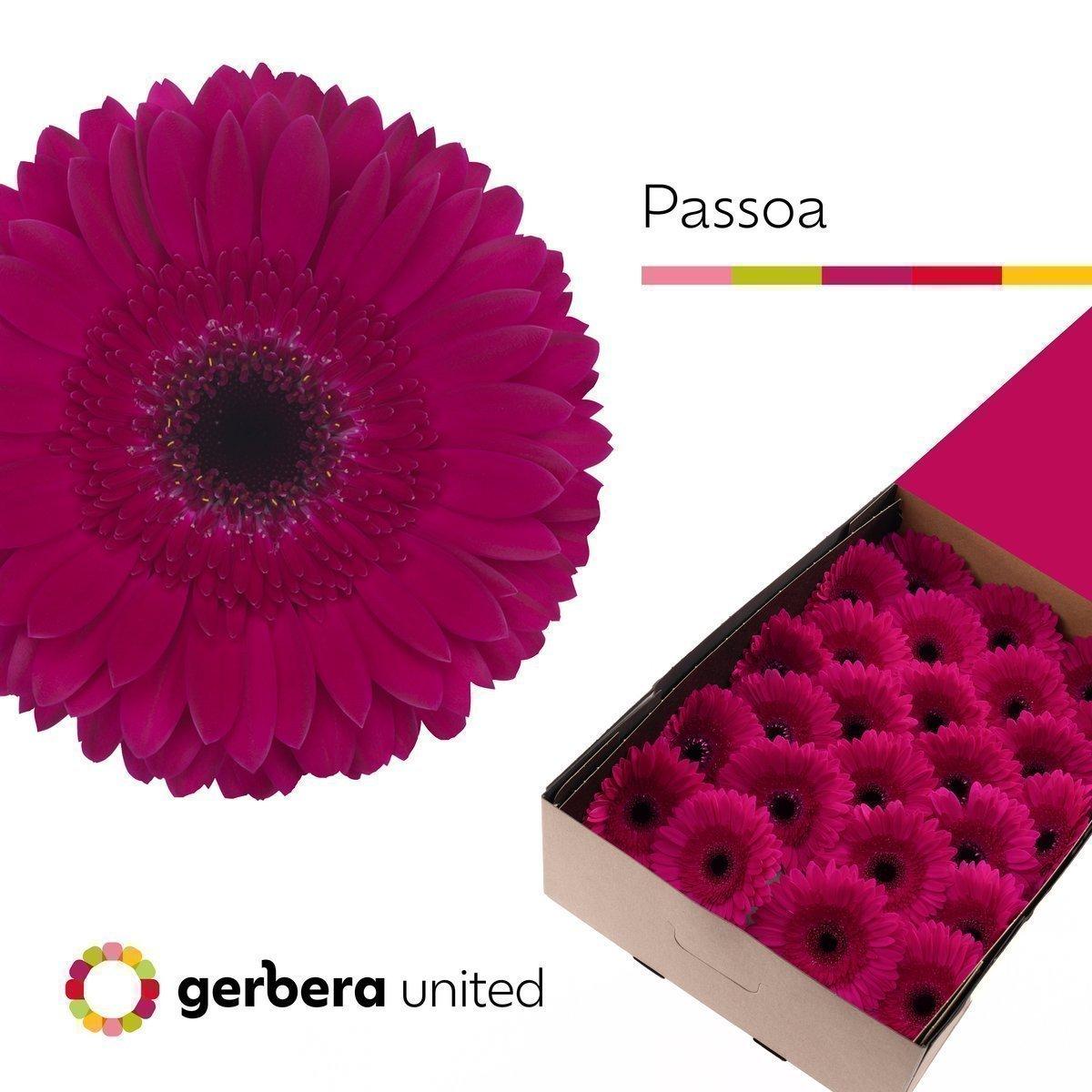 Срезанные цветы оптом Gerbera passoa от 50шт из Голландии с доставкой по России
