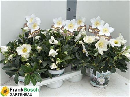 Горшечные цветы и растения оптом Hellebourus T14 Wintergold Extra от 7шт из Голландии с доставкой по России