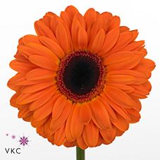 Срезанные цветы оптом Gerbera dutch pride от 50шт из Голландии с доставкой по России