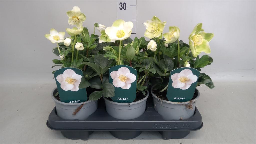 Горшечные цветы и растения оптом Helleborus anja от 6шт из Голландии с доставкой по России