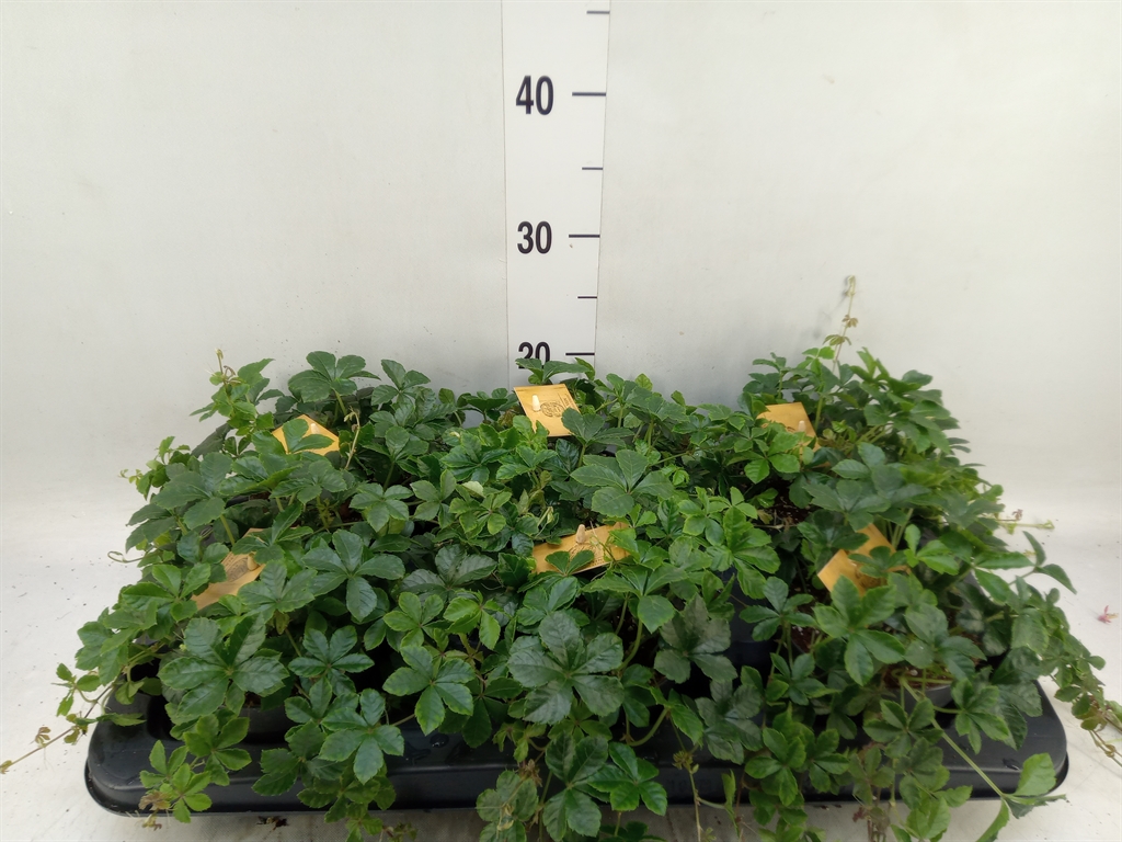 Горшечные цветы и растения оптом Parthenocissus Inserta от 6шт из Голландии с доставкой по России