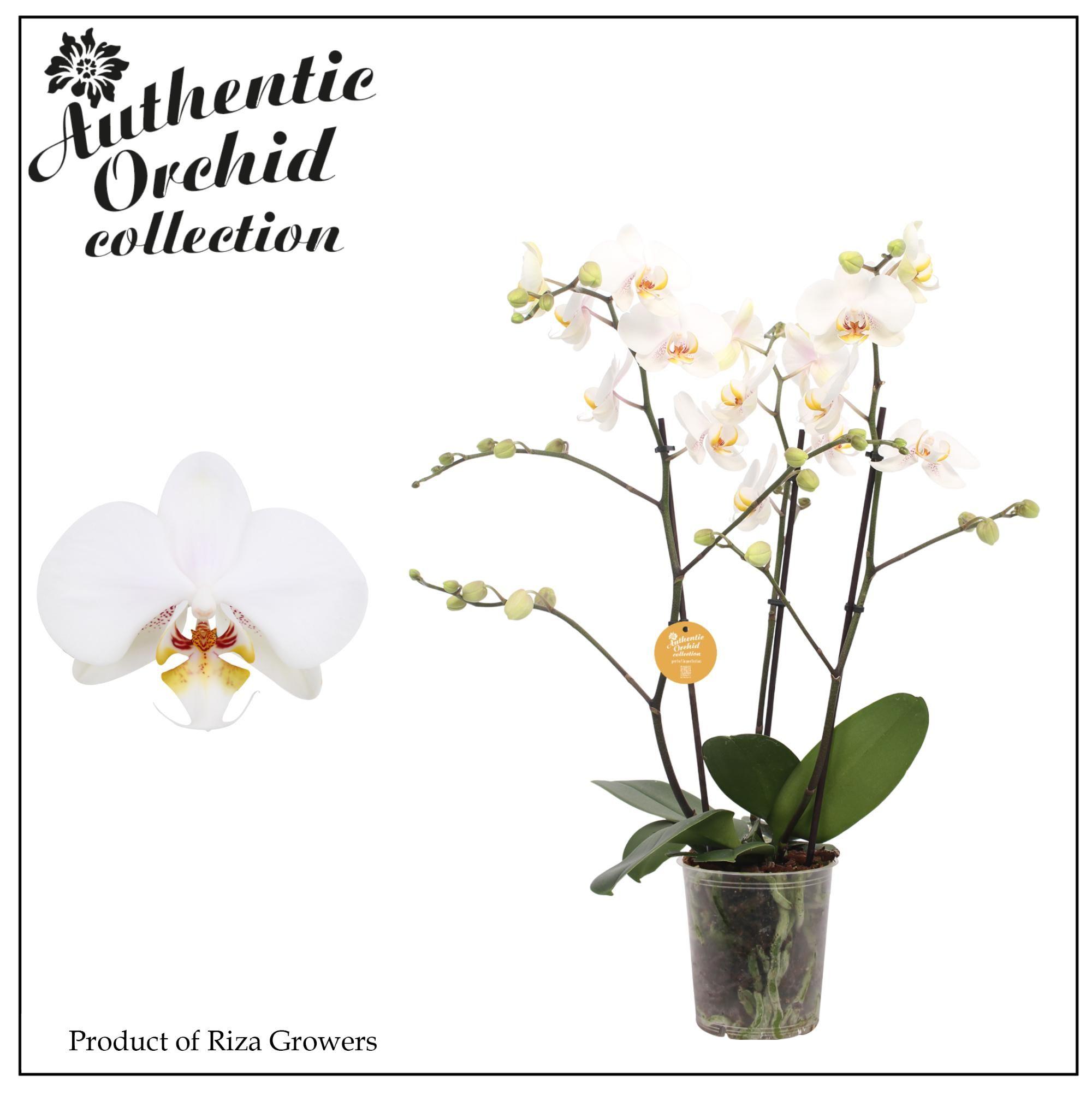 Горшечные цветы и растения оптом Phal 3st Marvellous White 40+ Authentic (orchid Gr от 6шт из Голландии с доставкой по России
