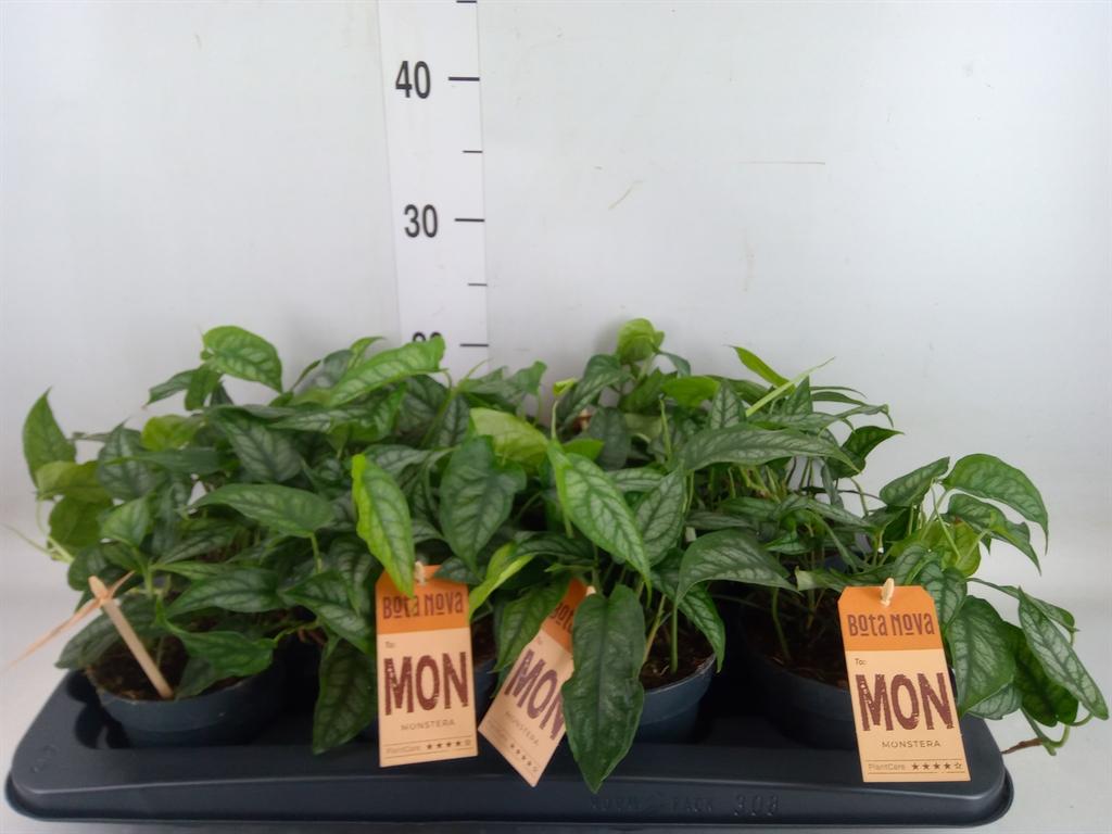 Горшечные цветы и растения оптом Monstera Siltepecana от 8шт из Голландии с доставкой по России