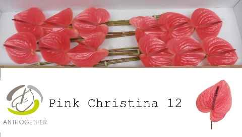 Срезанные цветы оптом Anthurium pink christina от 12шт из Голландии с доставкой по России