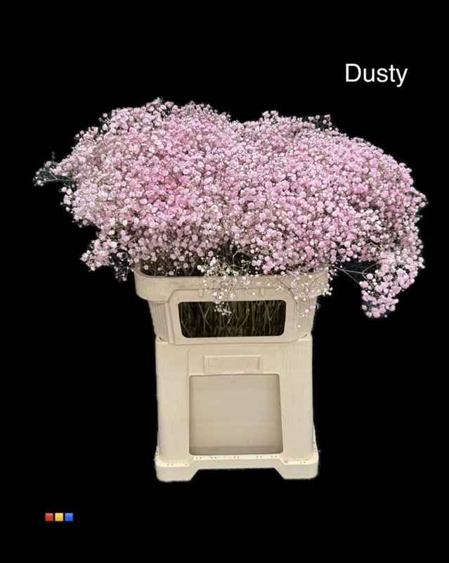 Срезанные цветы оптом Gyps large paint dusty pastel pink от 50шт из Голландии с доставкой по России