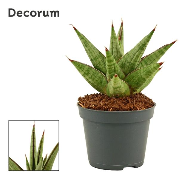Горшечные цветы и растения оптом Sansevieria Jewel Crown (decorum) от 14шт (для телеги) из Голландии с доставкой по России