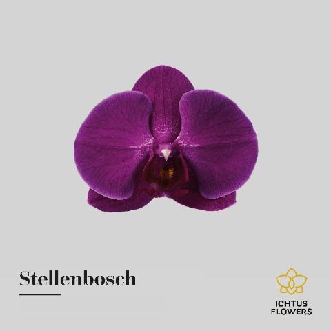 Срезанные цветы оптом Phalaenopsis anthura stellenbosch (per flower) от 100шт из Голландии с доставкой по России Срезанные цветы оптом Phalaenopsis anthura stellenbosch (per flower) от 100шт из Голландии с доставкой по России