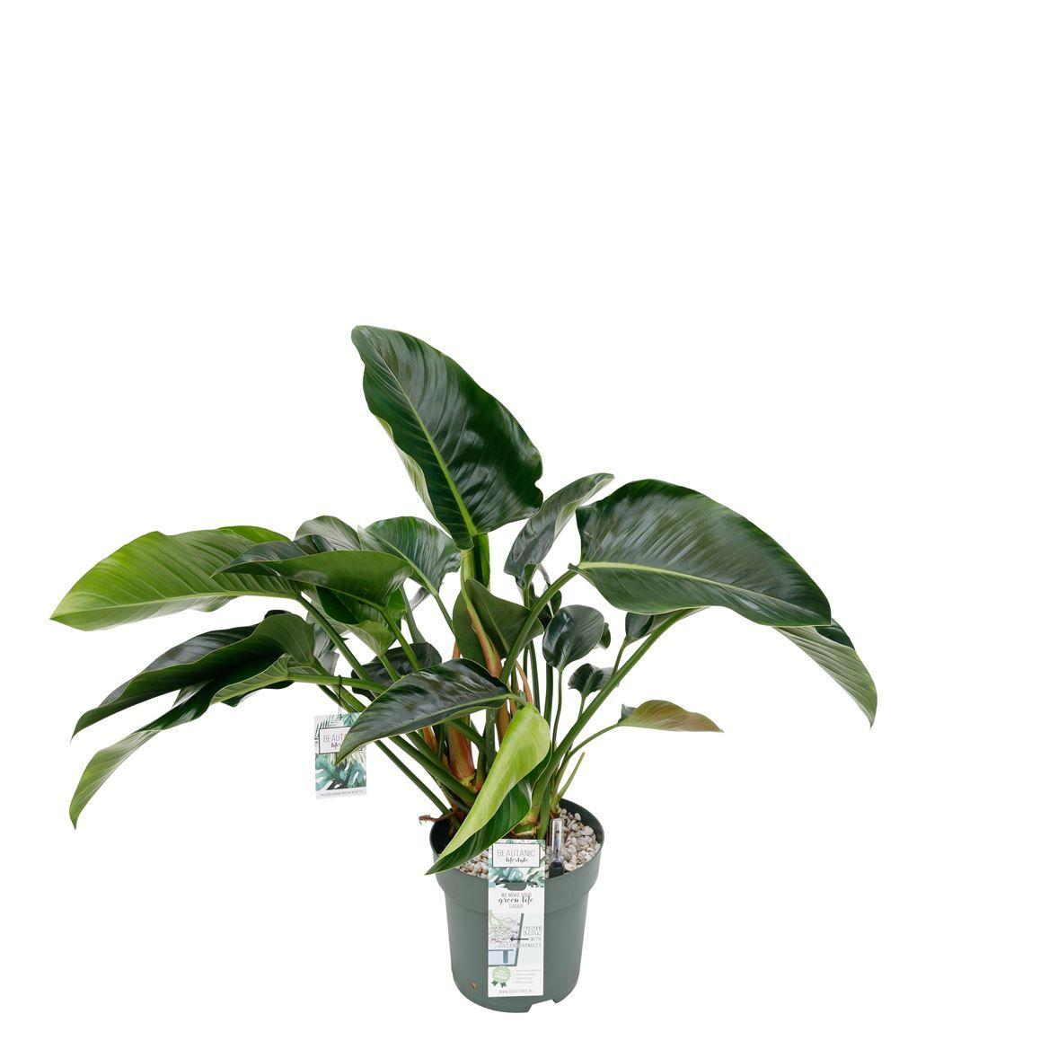 Горшечные цветы и растения оптом Philodendron Green Beauty + Watermeter от 1шт из Голландии с доставкой по России