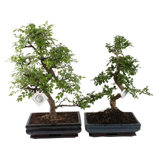 Горшечные цветы и растения оптом Bonsai Mix In Ceramic With Saucer от 1шт из Голландии с доставкой по России