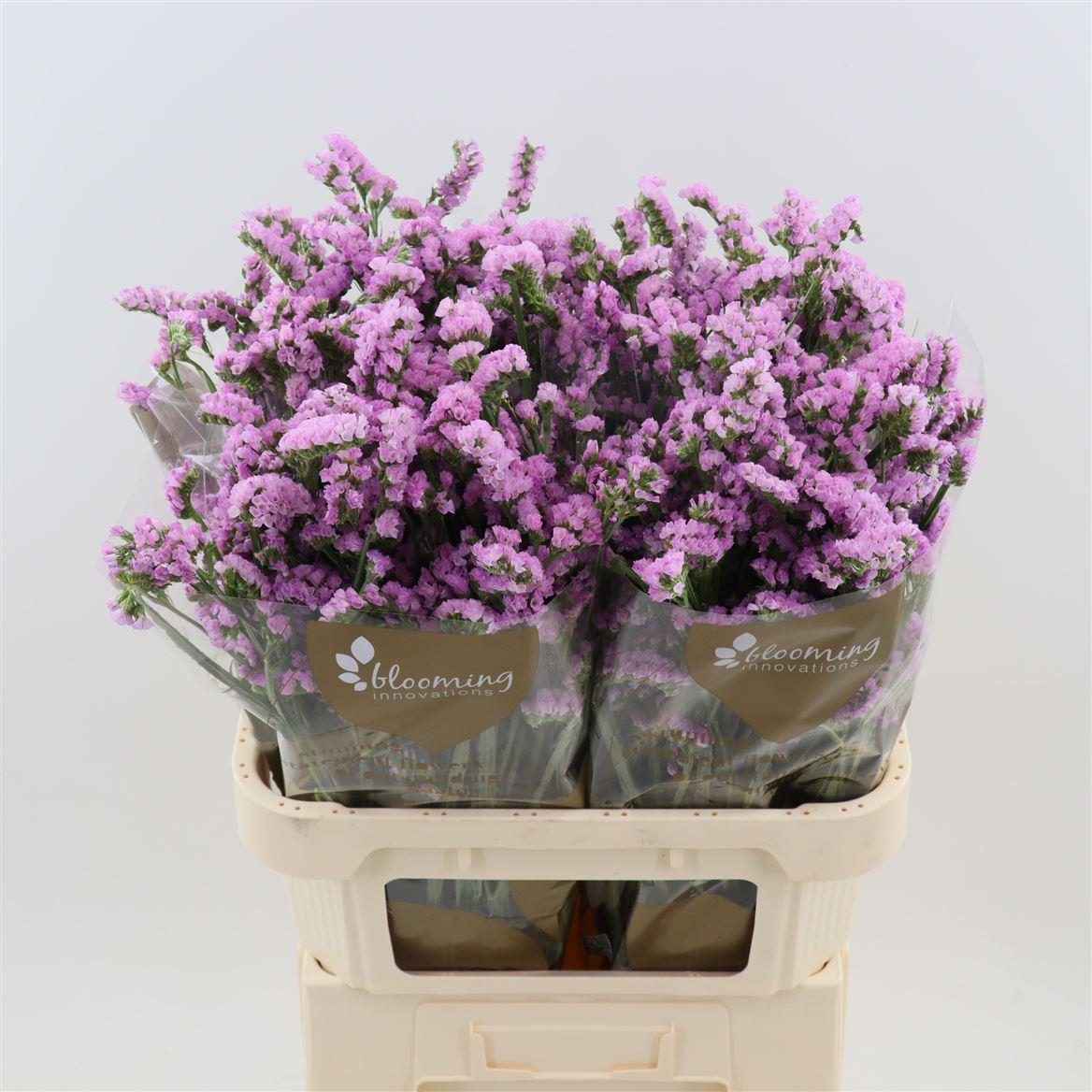 Срезанные цветы оптом Statice fantasia wings от 50шт из Голландии с доставкой по России