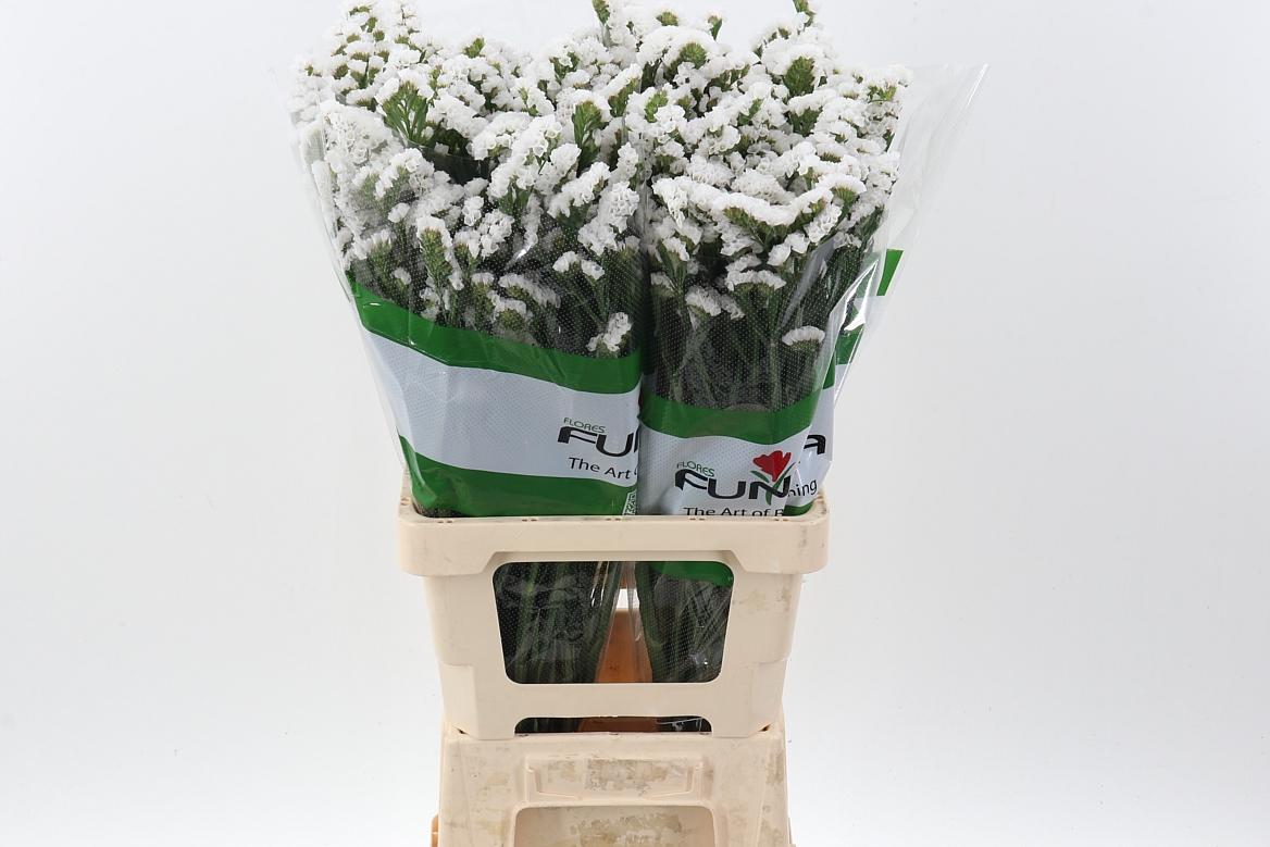 Срезанные цветы оптом Statice glacier trophy от 50шт из Голландии с доставкой по России