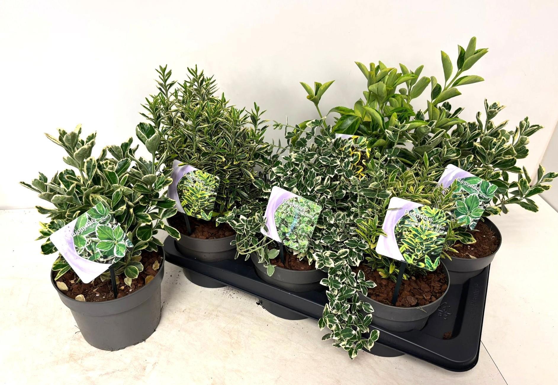 Горшечные цветы и растения оптом Euonymus Ov от 6шт из Голландии с доставкой по России