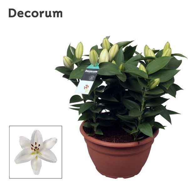 Горшечные цветы и растения оптом Lilium Or White 9pp (decorum) от 1шт из Голландии с доставкой по России