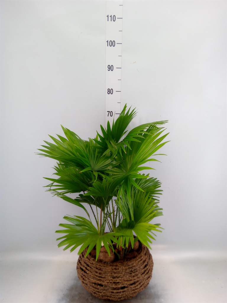 Горшечные цветы и растения оптом Livistona Rotundifolia от 1шт из Голландии с доставкой по России